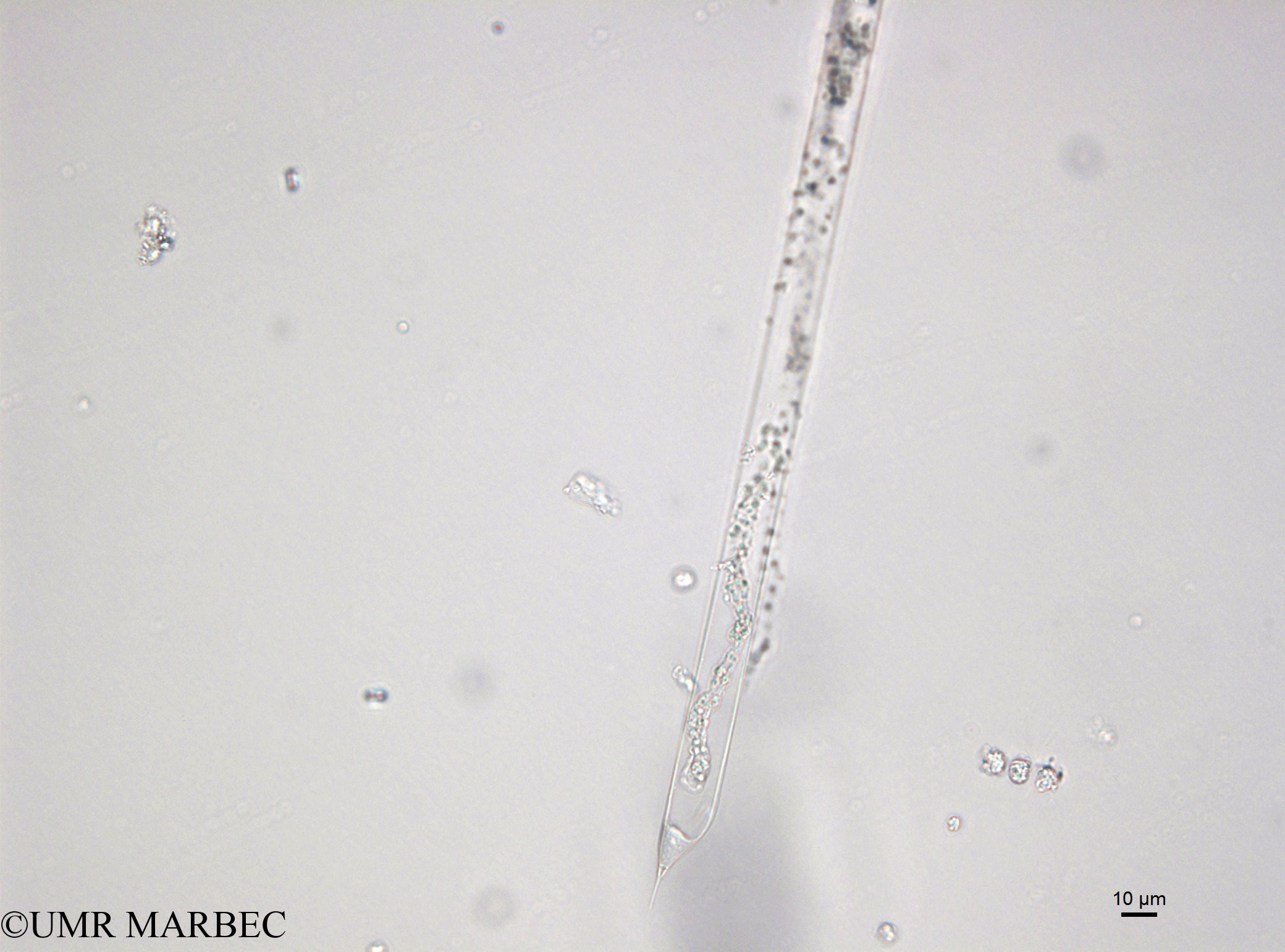 phyto/Bizerte/bizerte_bay/RISCO April 2014/Rhizosolenia imbricata (141216_001_ovl)(copy).jpg